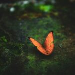 A butterfly in a forest