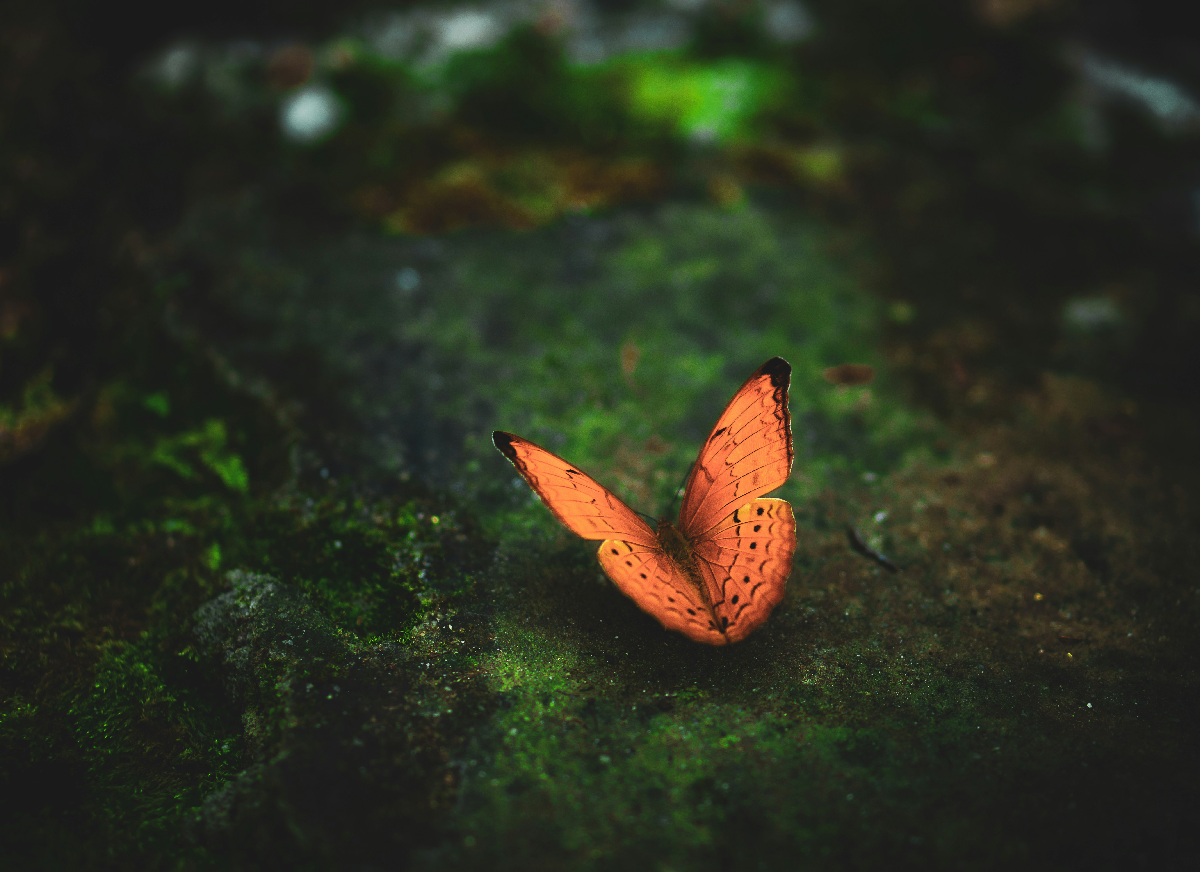 A butterfly in a forest